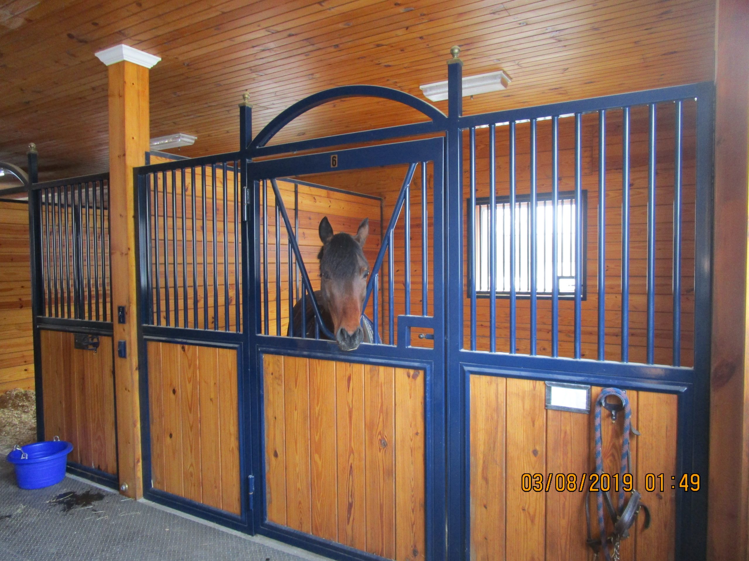 Horse in Stall