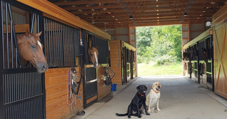 Barn with Horses and Dogs