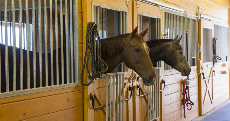 Horses in Stalls